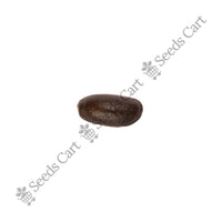 Sitha-Phal Seeds — seeds close-up | High germination rate | SeedsCart