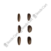 Sitha-Phal Seeds — harvest ready plant | Grow at home India | SeedsCart