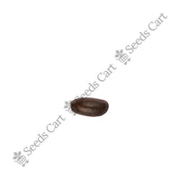 Sitha-Phal Seeds — mature plant in pot | Kitchen garden seeds | SeedsCart