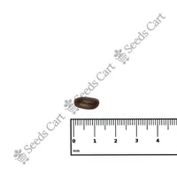 Sitha-Phal Seeds — growing seedlings | ISF certified seeds | SeedsCart