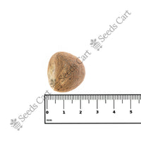 Betel Tree — full grown tree | ISF certified tree seeds | SeedsCart