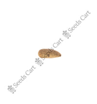 Neem Tree — tree leaves close-up | Native Indian tree seeds | SeedsCart