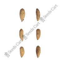 Neem Tree — tree seeds | Agroforestry seeds India | SeedsCart