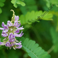 Jequirity Bean — plant growing in garden | Non-GMO vegetable seeds | SeedsCart