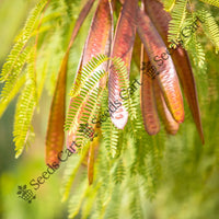 Betel-Nut Palm — mature tree | Forestry and reforestation seeds | SeedsCart