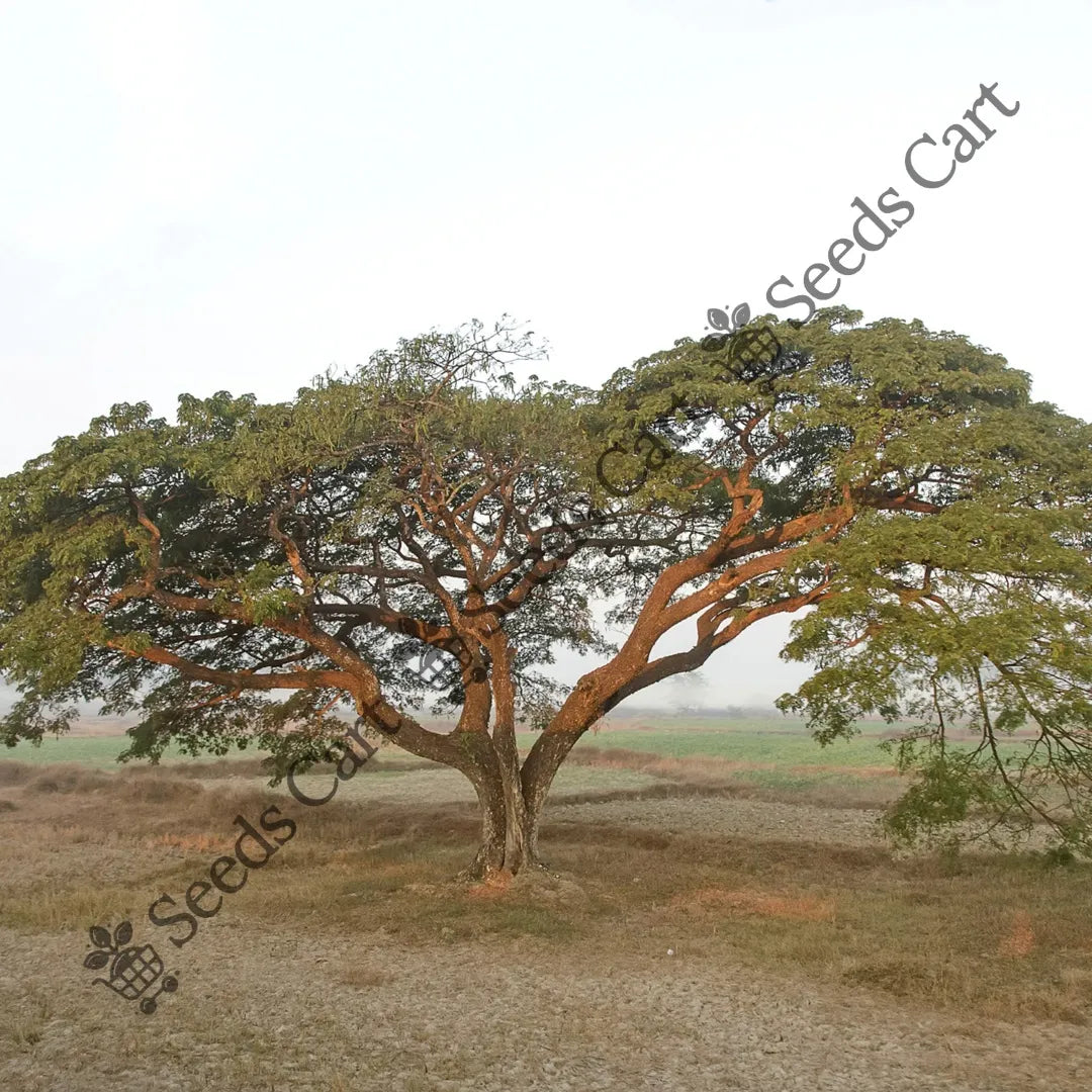 Betel-Nut Palm — seed packet | Buy tree seeds online India | SeedsCart