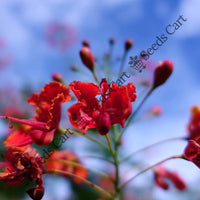 Shikakai Seeds — plant growing in garden | Non-GMO vegetable seeds | SeedsCart