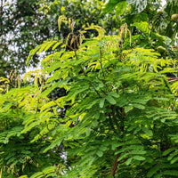 Shikakai Seeds — seed packet | Buy vegetable seeds online India | SeedsCart