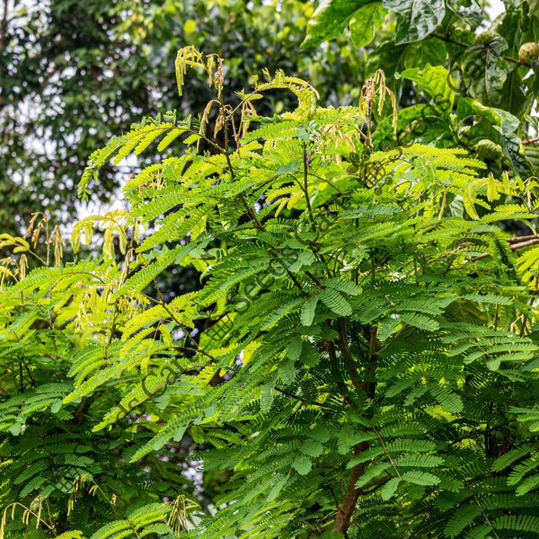 Shikakai Seeds — seed packet | Buy vegetable seeds online India | SeedsCart