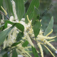 Brown Salwood Seeds — plant growing in garden | Non-GMO vegetable seeds | SeedsCart