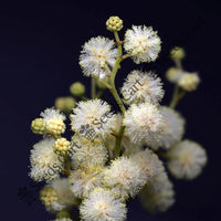 Black Wattle Seeds — plant growing in garden | Non-GMO vegetable seeds | SeedsCart