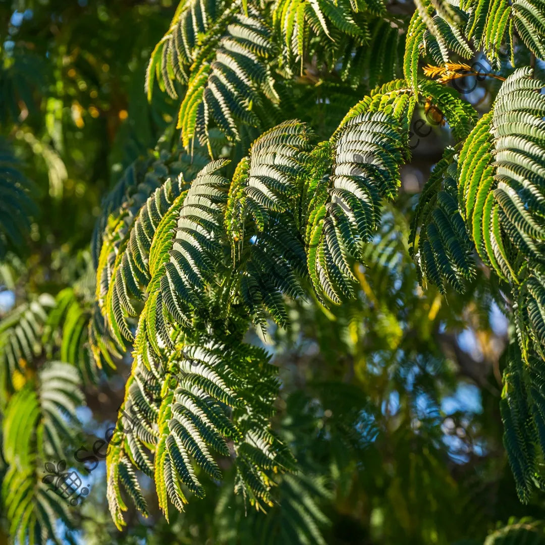 Black Wattle Seeds — seed packet | Buy vegetable seeds online India | SeedsCart