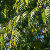 Black Wattle Seeds — seed packet | Buy vegetable seeds online India | SeedsCart