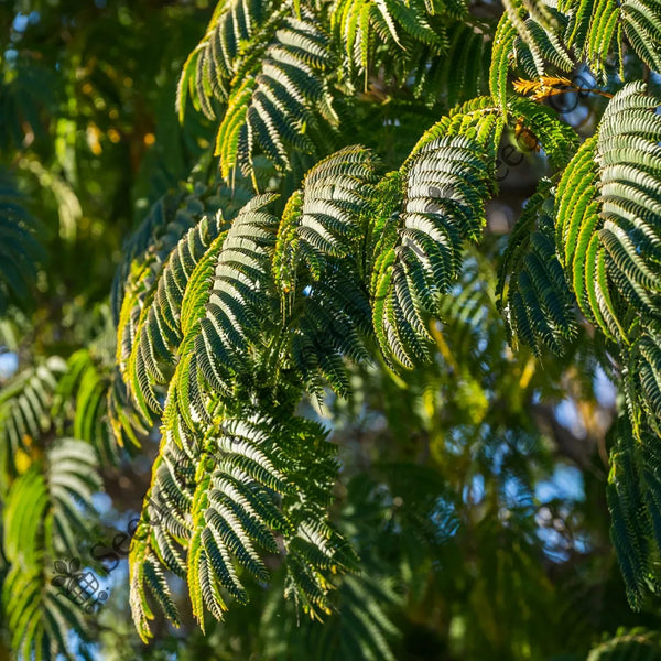 Black Wattle Seeds — seed packet | Buy vegetable seeds online India | SeedsCart