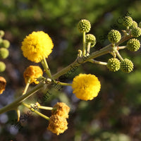 Umbrella Thorn Seeds — plant growing in garden | Non-GMO vegetable seeds | SeedsCart