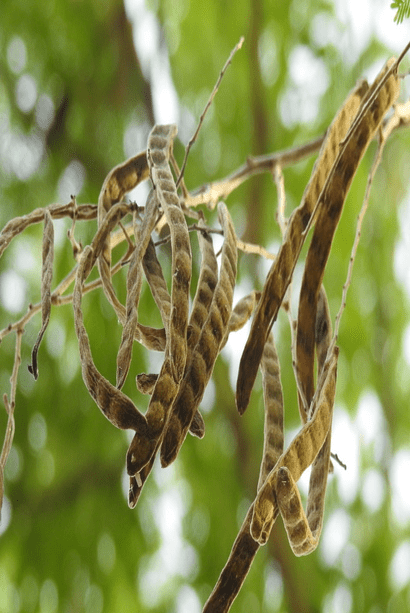 Acacia leucophloea — seed packet | Buy tree seeds online India | SeedsCart