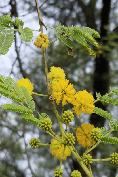 Acacia nilotica — seed packet | Buy tree seeds online India | SeedsCart