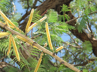 Acacia catechu Seeds (Khair) — flower or cone | ISF certified seeds | SeedsCart