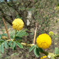 Acacia nilotica