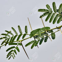 Acacia nilotica