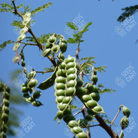 Acacia nilotica