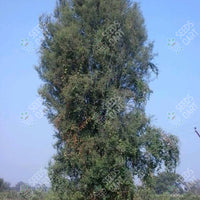 Acacia nilotica