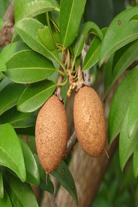Achras zapota — seed packet | Buy vegetable seeds online India | SeedsCart