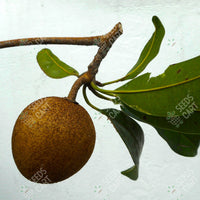 Achras zapota