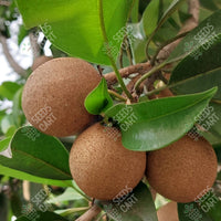 Achras zapota