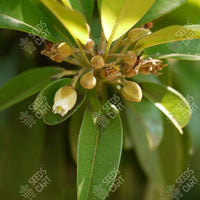 Achras zapota
