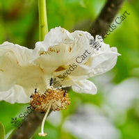 Baobab Seeds — mature tree | Forestry and reforestation seeds | SeedsCart