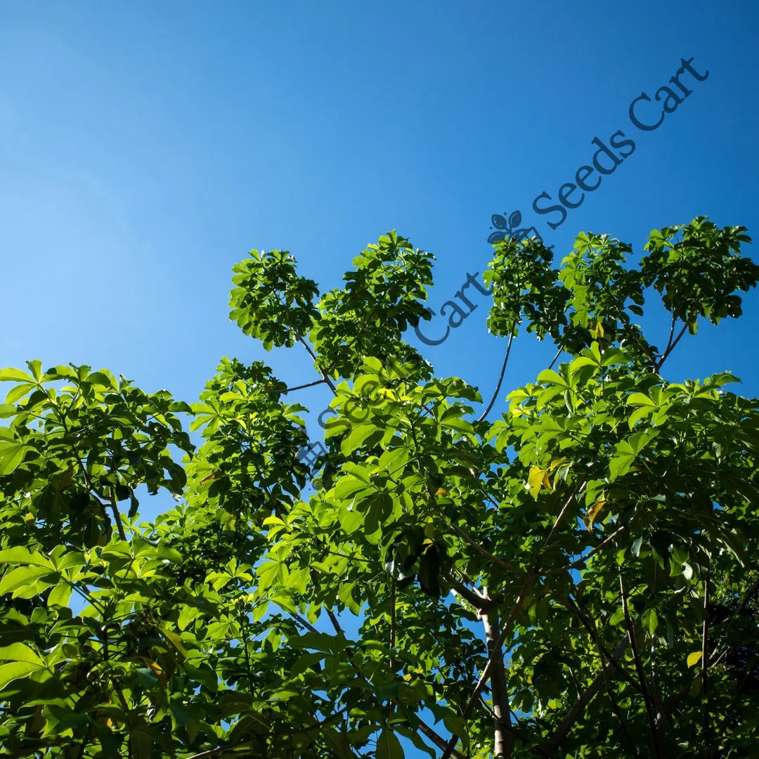 Baobab Seeds — seed packet | Buy tree seeds online India | SeedsCart