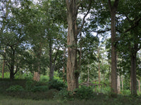 Adina cordifolia — plant growing in garden | Non-GMO vegetable seeds | SeedsCart