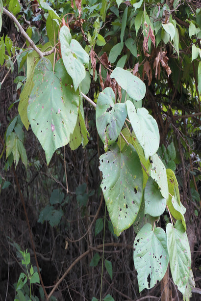 Adina cordifolia — seed packet | Buy vegetable seeds online India | SeedsCart