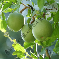 Bel Seeds — plant growing in garden | Non-GMO vegetable seeds | SeedsCart