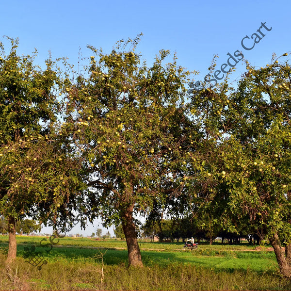 Bel Seeds — seed packet | Buy vegetable seeds online India | SeedsCart