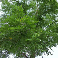 Frywood Seeds — seed packet | Buy vegetable seeds online India | SeedsCart