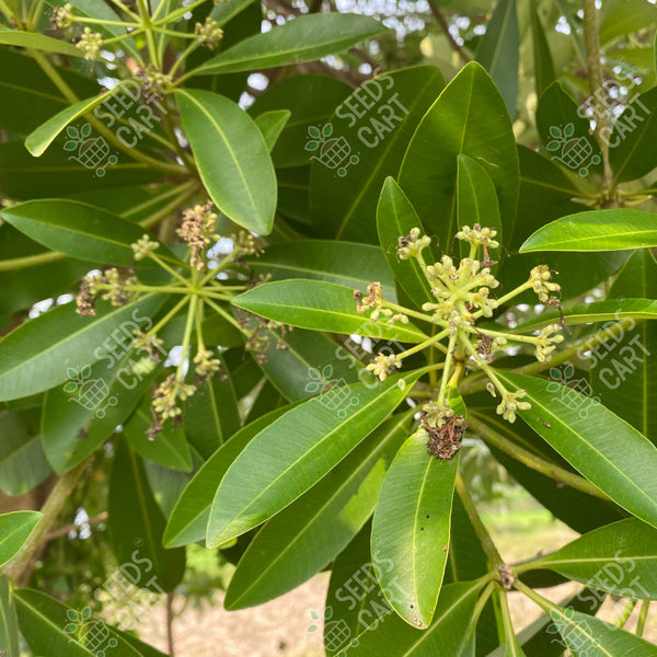 Alstonia scholaris