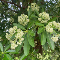 Alstonia scholaris