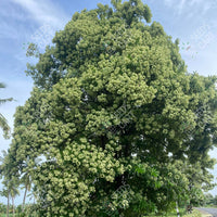 Alstonia scholaris