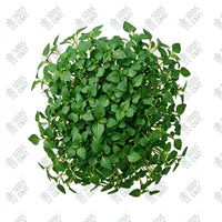 Amaranthus Green Microgreen Seeds