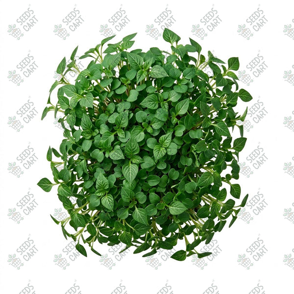 Amaranthus Green Microgreen Seeds