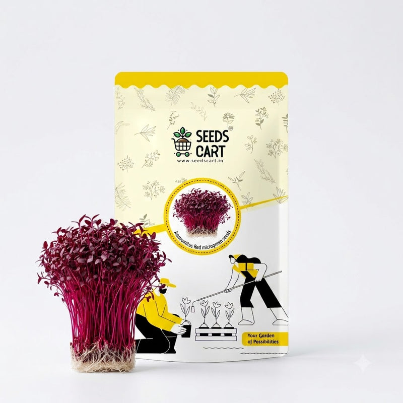 Amaranthus Red Microgreen Seeds