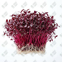 Amaranthus Red Microgreen Seeds