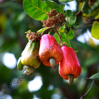 Cashew Nut Seeds — plant growing in garden | Non-GMO vegetable seeds | SeedsCart