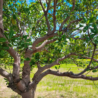 Cashew Nut Seeds — seed packet | Buy vegetable seeds online India | SeedsCart