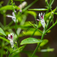 Bitterweed Seeds — plant growing in garden | Non-GMO vegetable seeds | SeedsCart