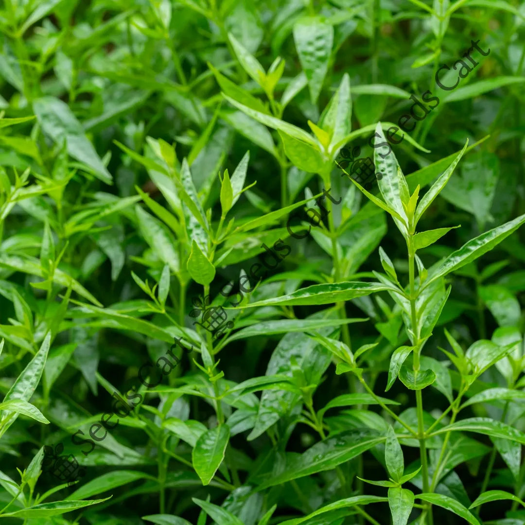 Bitterweed Seeds — seed packet | Buy vegetable seeds online India | SeedsCart