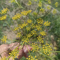 Dill Seeds — herb plant growing | Non-GMO herb seeds | SeedsCart