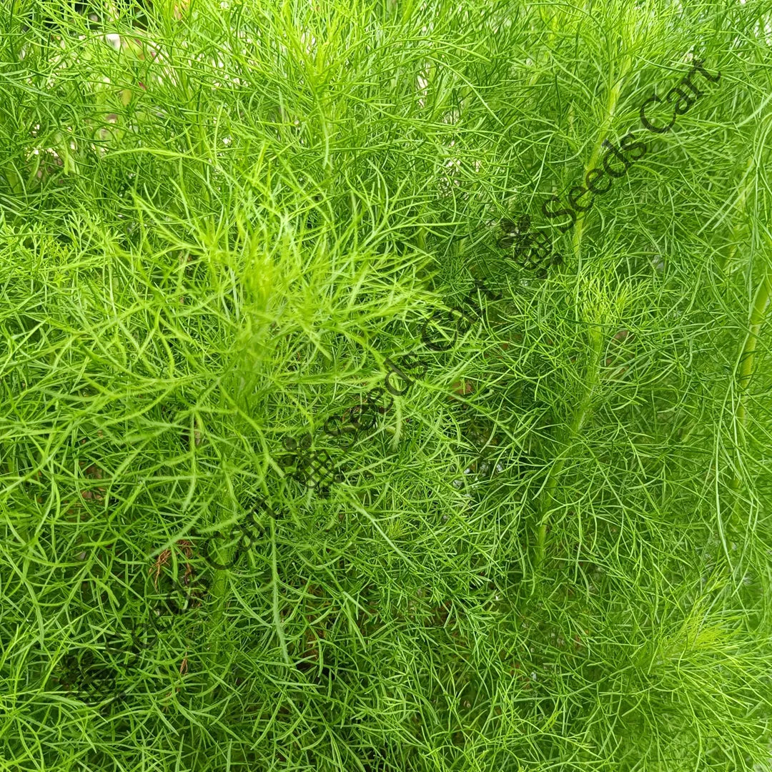 Dill Seeds — seed packet | Buy herb seeds online India | SeedsCart
